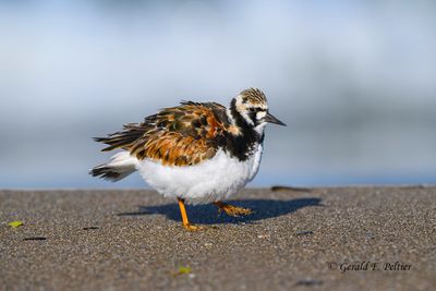  Shorebirds , Gulls , Terns and Cormorants 