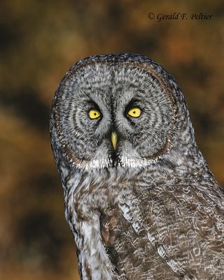 Great Gray Owl (Ghost of the North)