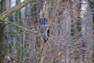 Great Gray Owl 