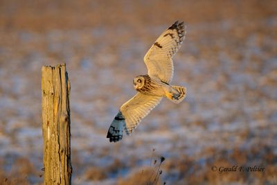 Short-eared Owl