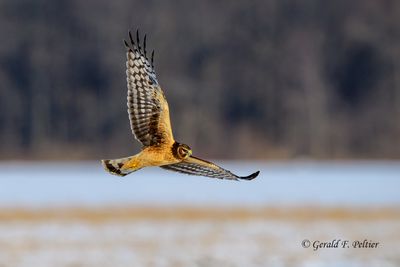 Northern Harrier (juvenile)