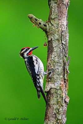 Yellow-bellied Sapsucker