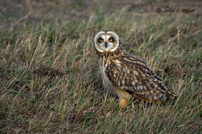    Short - eared Owl 