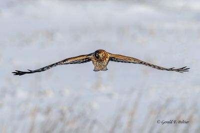  Northern Harrier. (adult female) re-edit