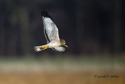 Northern Harrier (M)