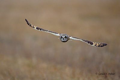 Short - eared Owl