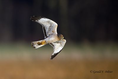  Northern Harrier (m) 
