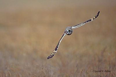  Short-eared Owl