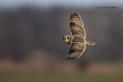 Short - eared Owl