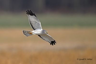  Northern Harrier (m)
