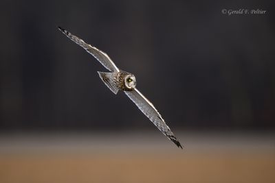 Short - eared Owl