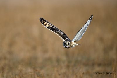 Short - eared Owl