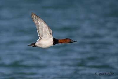 Canvasback (m)