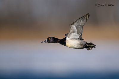 Ring - necked Duck
