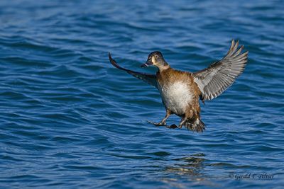 Ring - necked Duck (female)