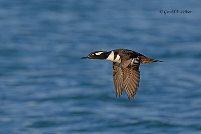 Hooded Merganser (male)