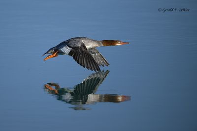 Common Merganser (female)
