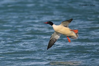 Common Merganser (m)