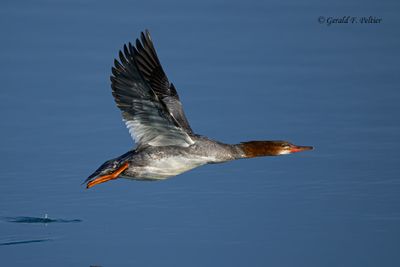 Common Merganser (f)