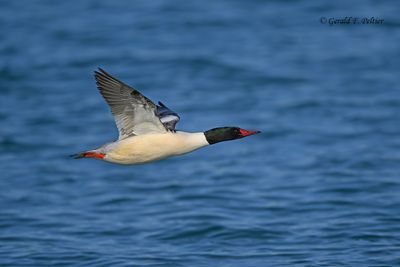 Common Merganser (m)