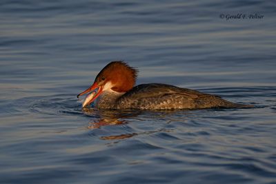 Common Merganser (f)