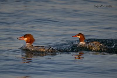 Common Merganser (f)