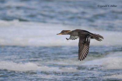 Hooded Merganser (f) 