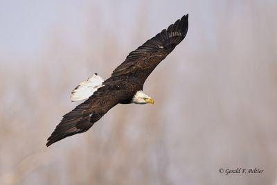 Bald Eagle (f)
