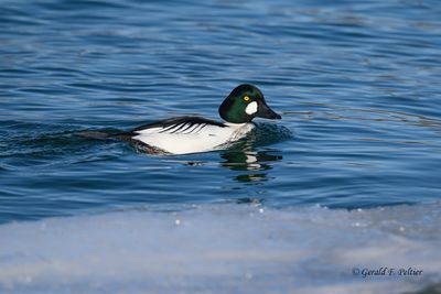  Common Goldeneye  ( m )