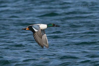 Northern Shoveler (m)