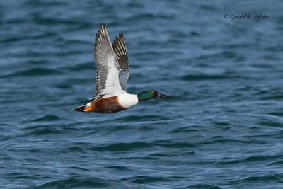 Northern Shoveler (m)
