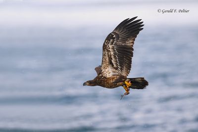 Bald Eagle (immature)  #7
