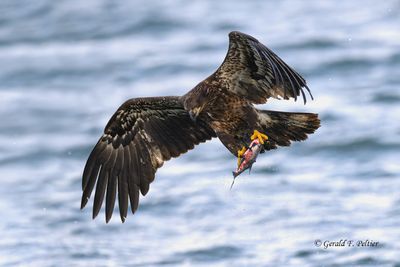 Bald Eagle (immature) #6