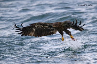 Bald Eagle (immature)  #4