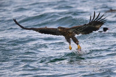 Bald Eagle (immature) #3