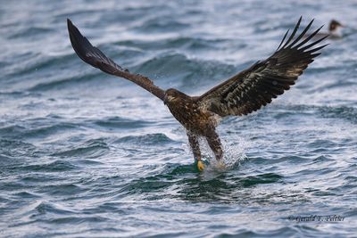 Bald Eagle (immature)  #2