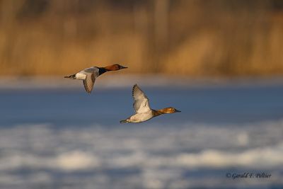 Canvasback