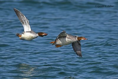Common Merganser (f)