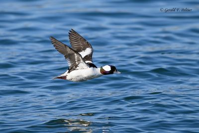 Bufflehead (m)