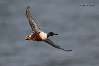 Northern Shoveler (m)