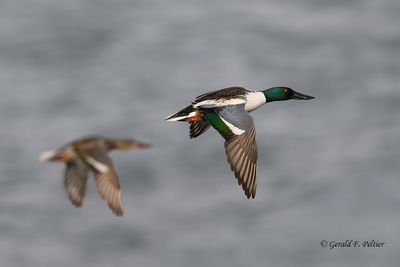 Northern Shoveler  #3
