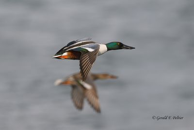 Northern Shoveler  #2