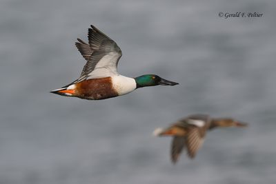 Northern Shoveler  #1
