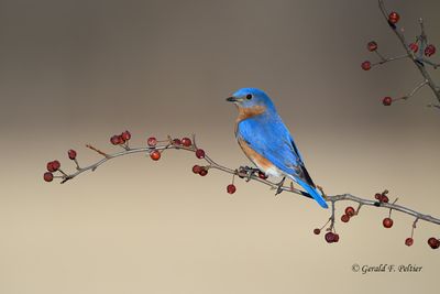 Eastern Bluebird (m)