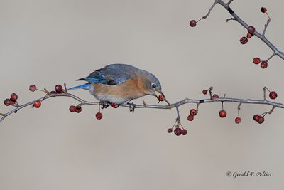 Eastern  Bluebird (f)