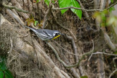 Yellow-throated Warbler