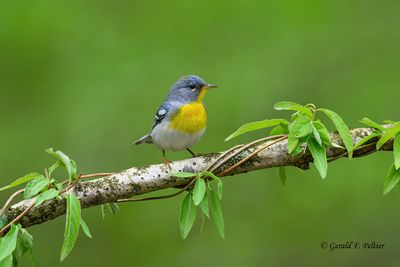 Northern Parula  (female)