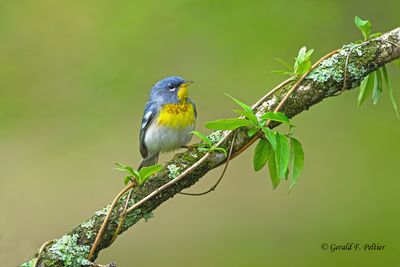 Birds