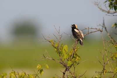 Bobolink
