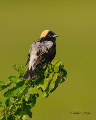 Bobolink